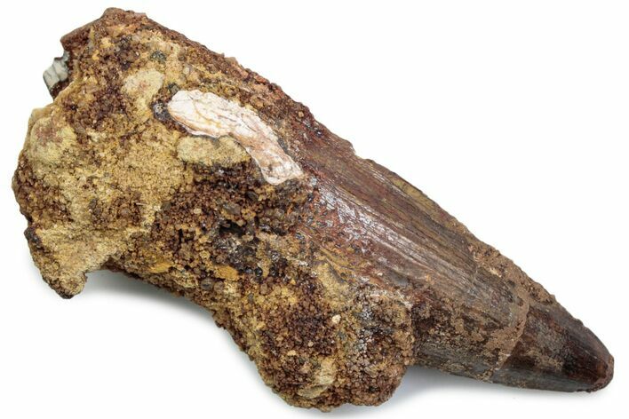 Fossil Spinosaurus Tooth - Real Dinosaur Tooth #381082